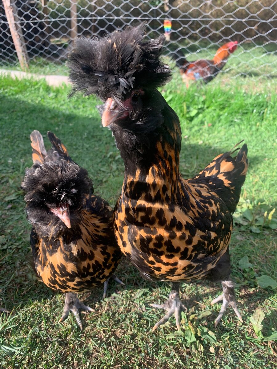 Pavlovská slepice “PAVLOVKA” - 4