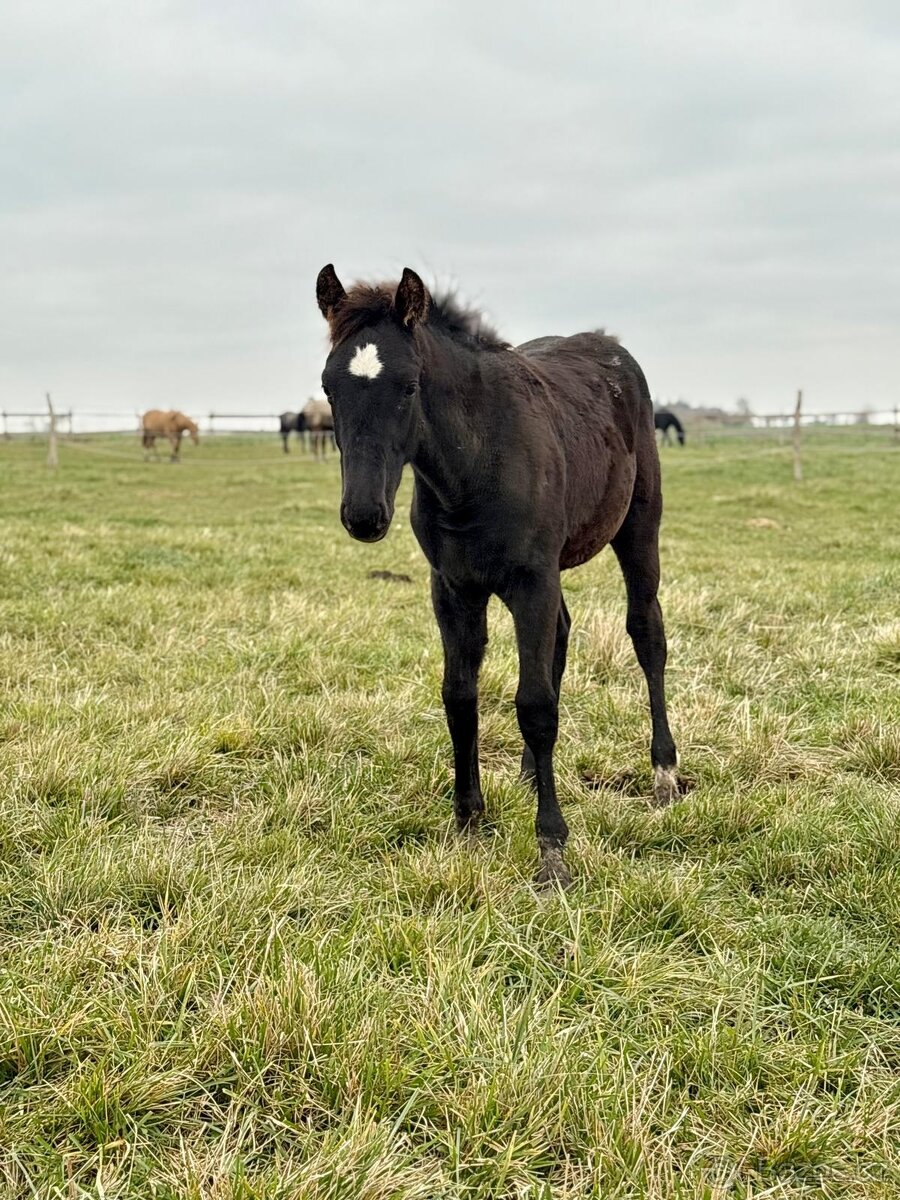 Prodám hřebečka - 4