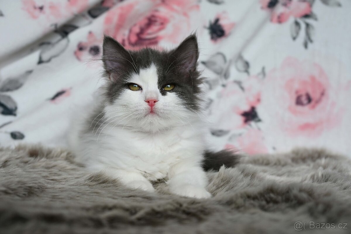Sibiřská kočka s PP - Daenerys Phantom Cats - 4
