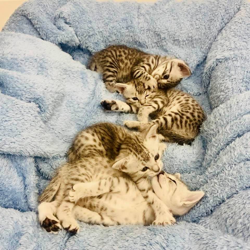 Egyptská Mau s rodokmenem - 4