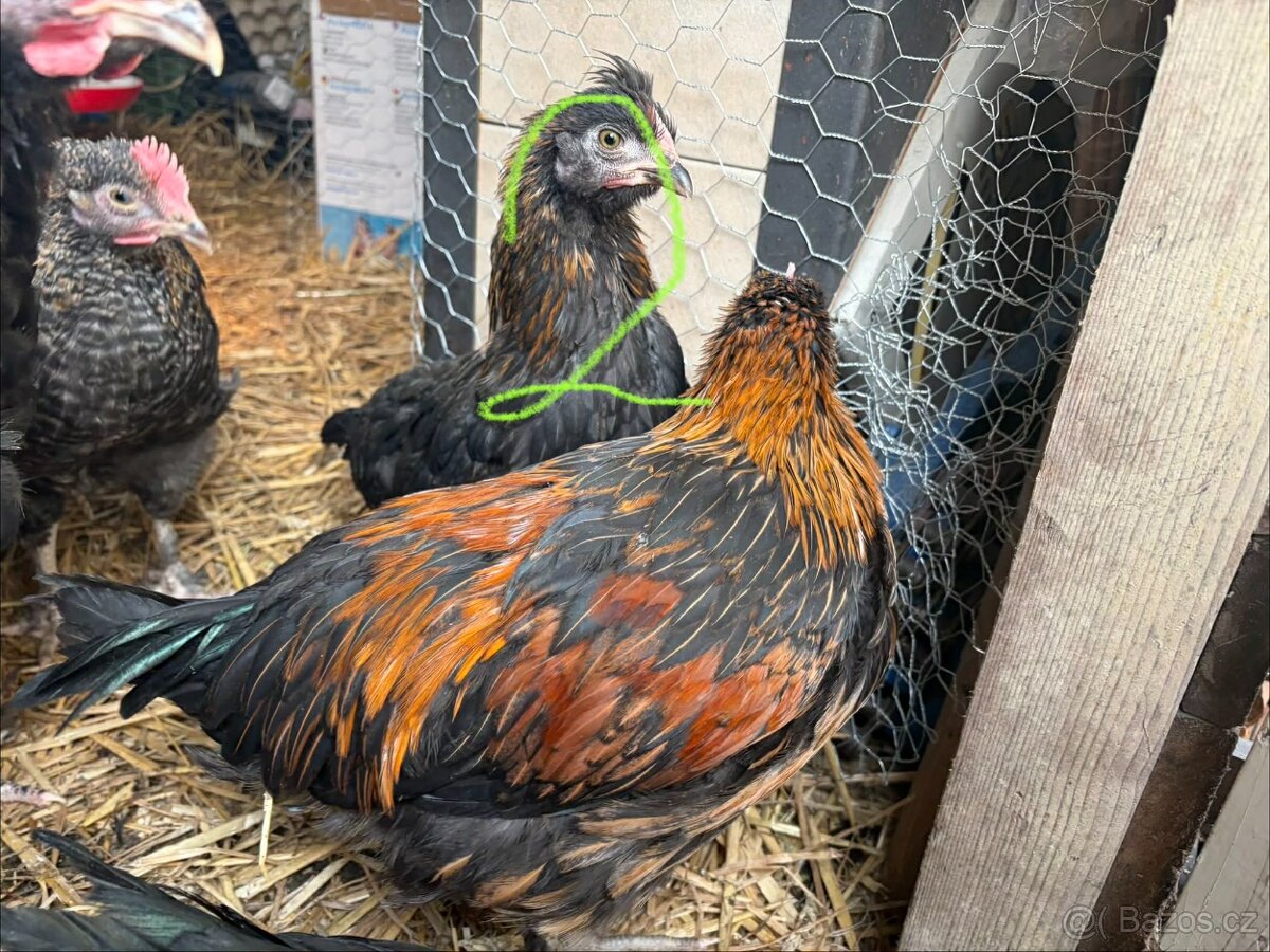 Kohouti, slepice - 4