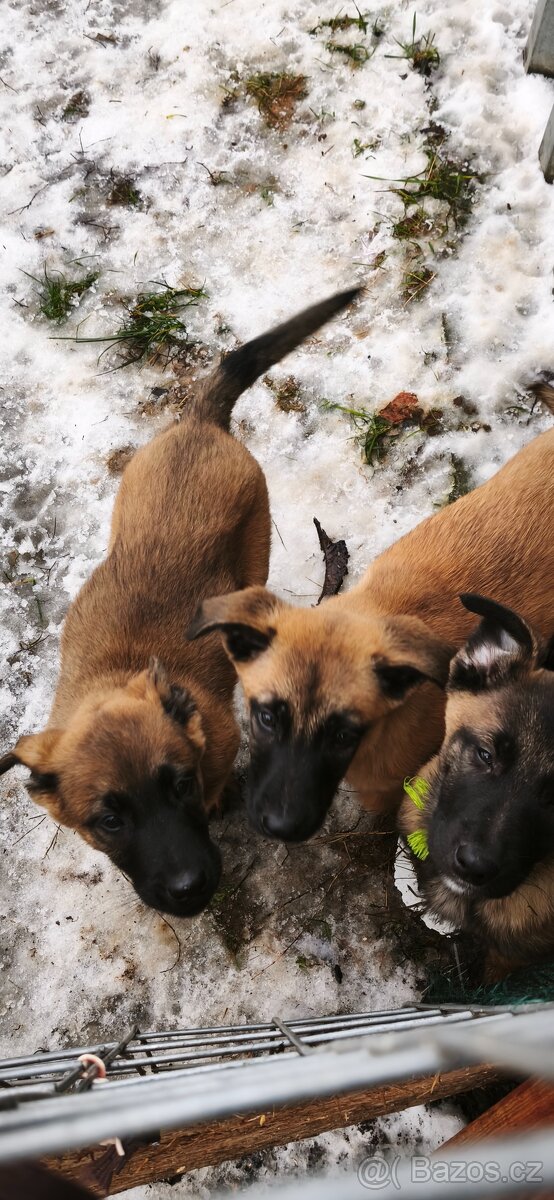 Belgický ovčák malinois - 4