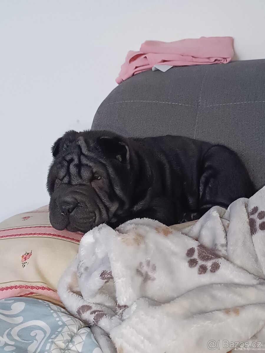 Šarpej 3 měsíce. - 4