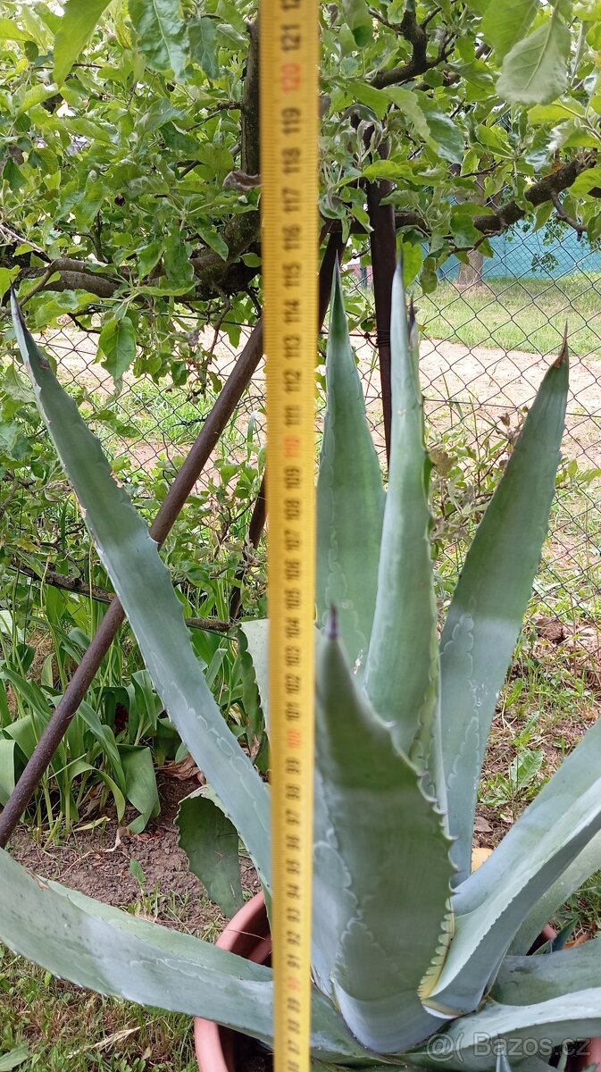 Prodám Agave - 4