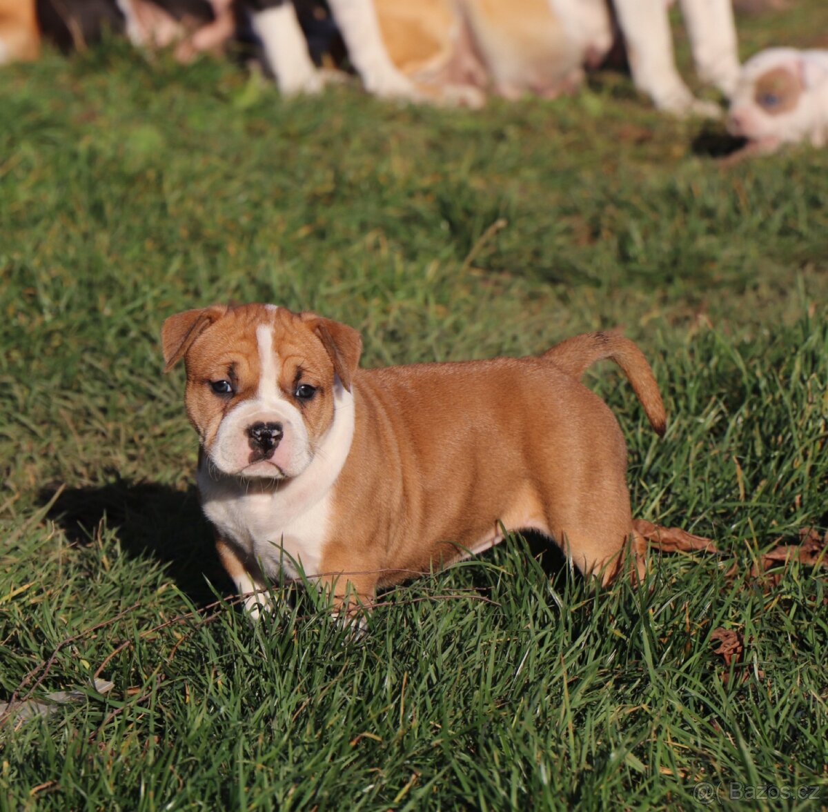 Americký stafordšírský teriér s PP fenka 1 - 4