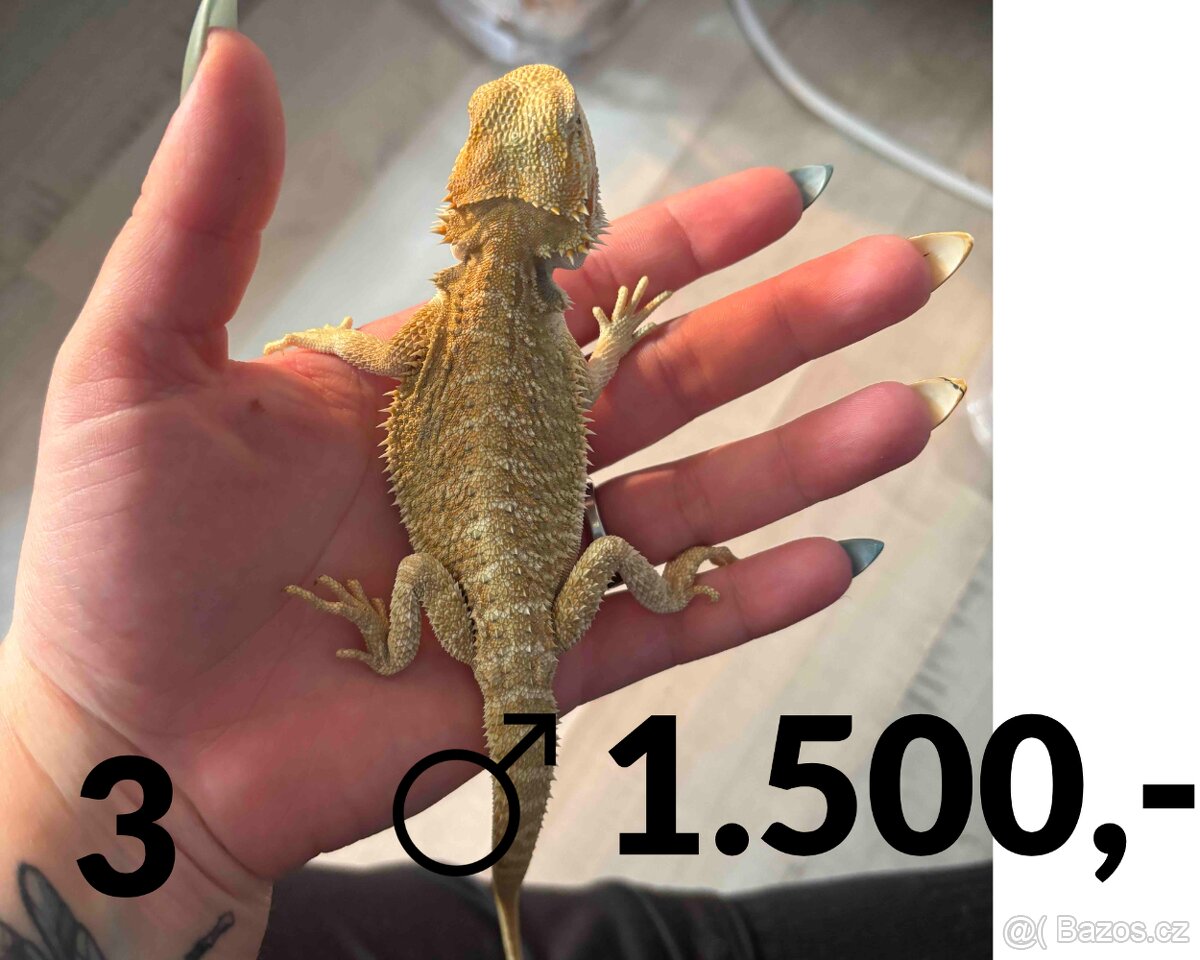 Agama vousatá - mláďata, vlastní chov - 4