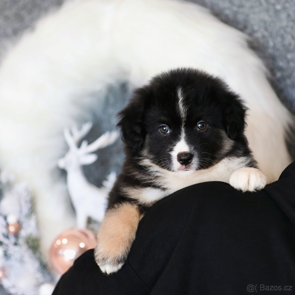 Miniaturní americký ovčák - 4