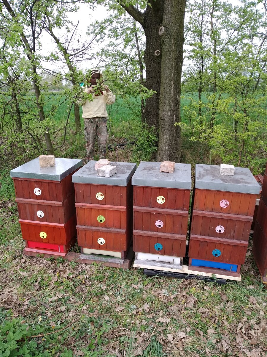 Včelí oddělky s matkou F1 rok 2026 - rezervace - 4