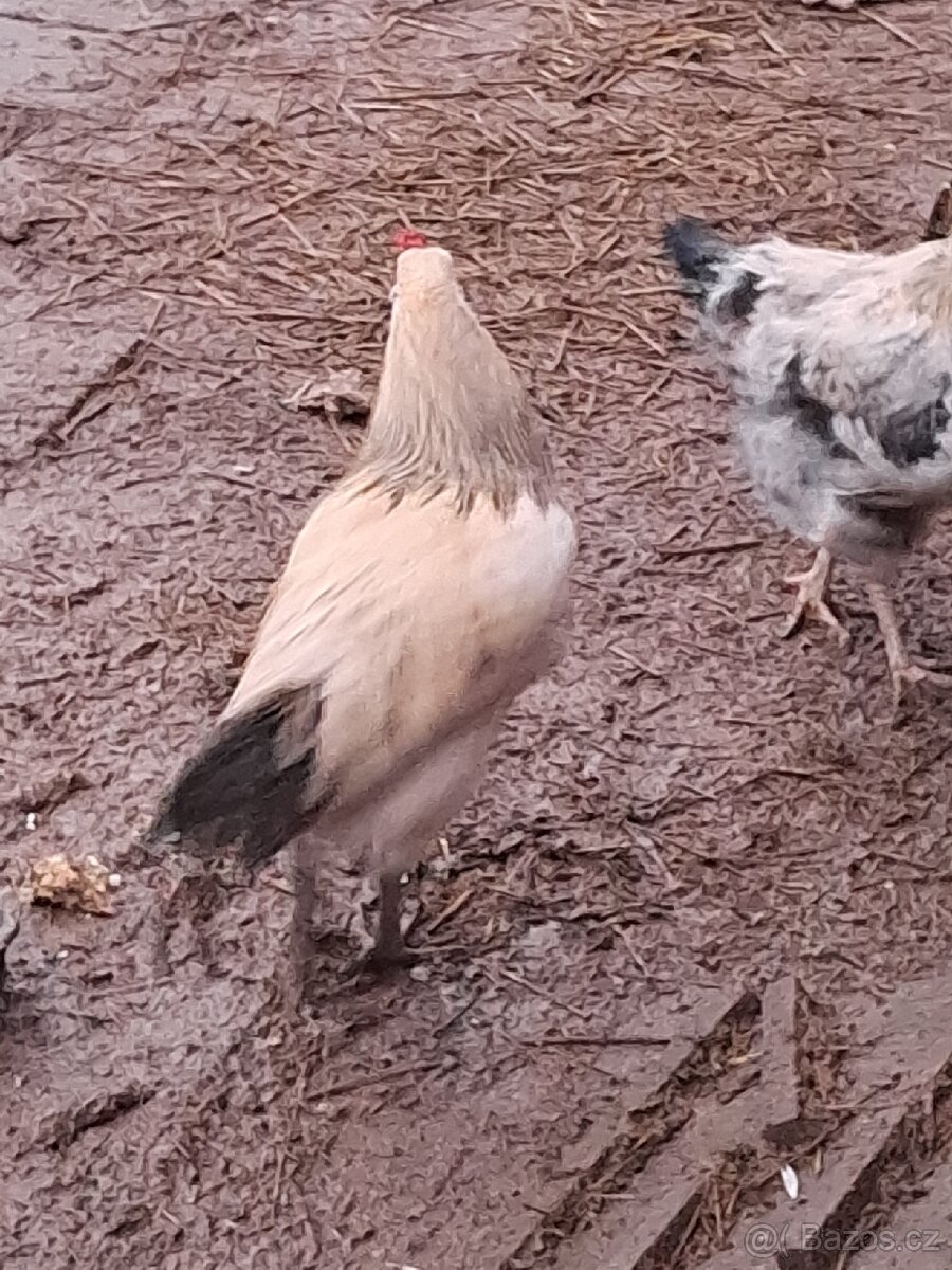 Kohouti modrá vejce - 4