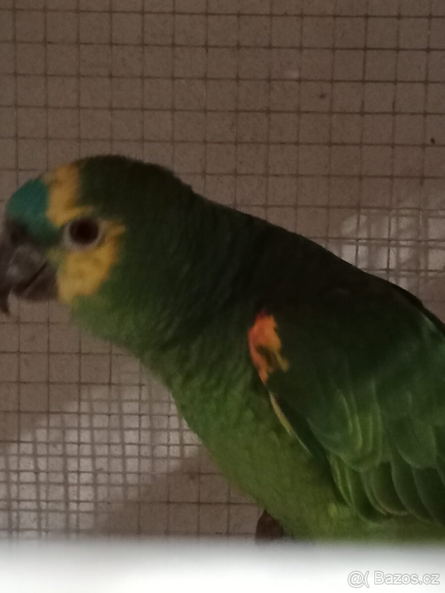 Amazoňan modročelý - 4