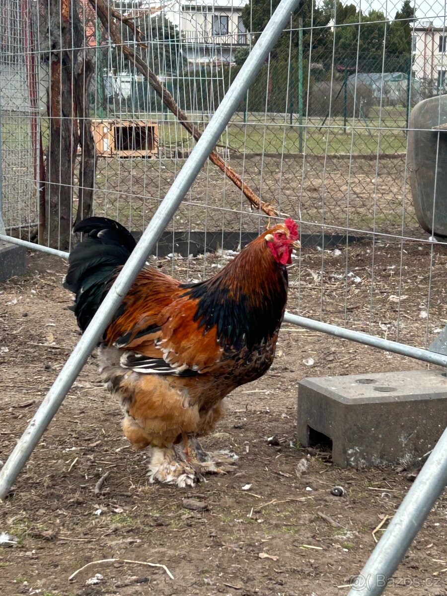 NV Brahmánka velká - 4