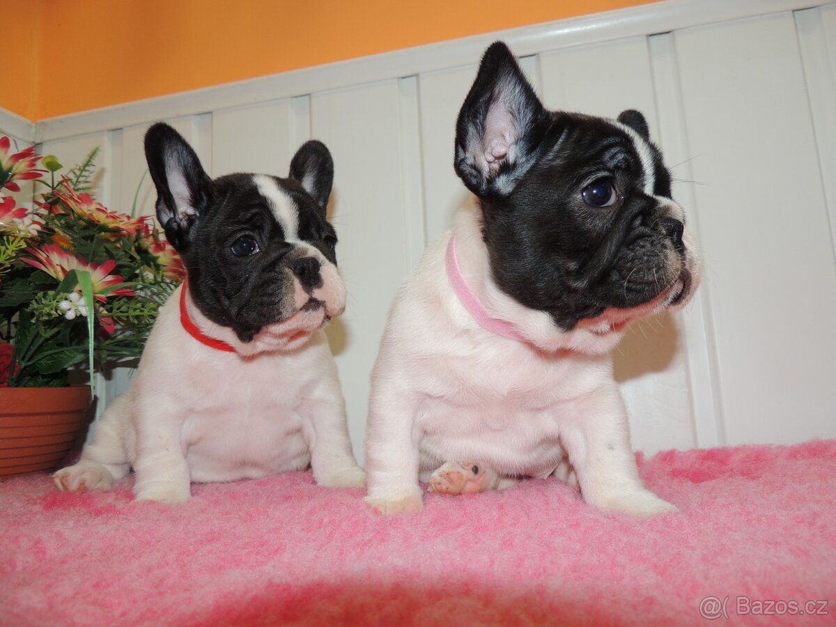 Francouzský buldoček S PP. - 4