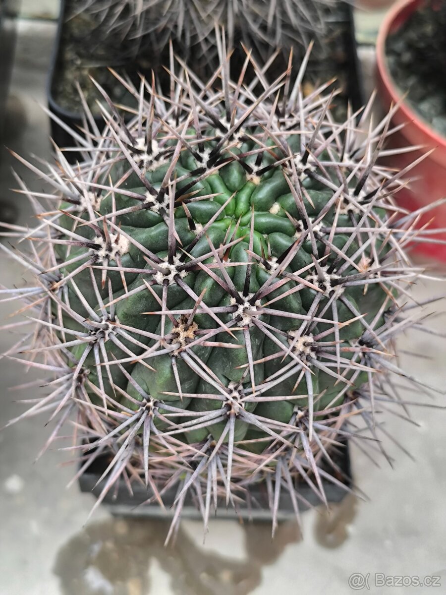 Kaktusy - 4