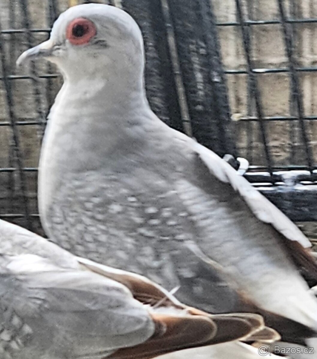 Holoubek diamantový - 4