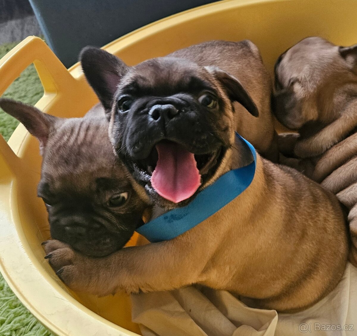 Francouzský buldoček - 4