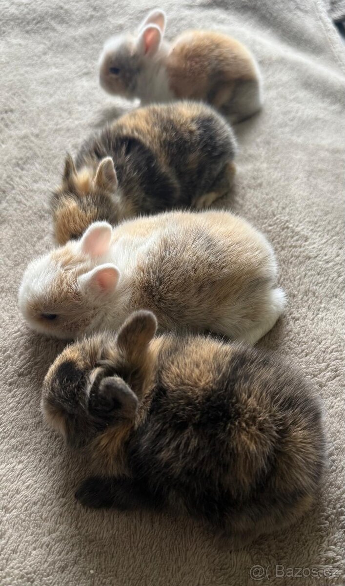 Zakrslý kralik Lvíček - 4