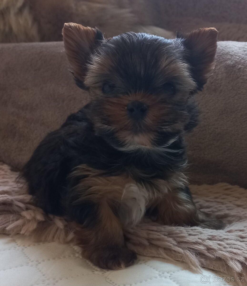 Jorkšírský teriér pejskové - 4