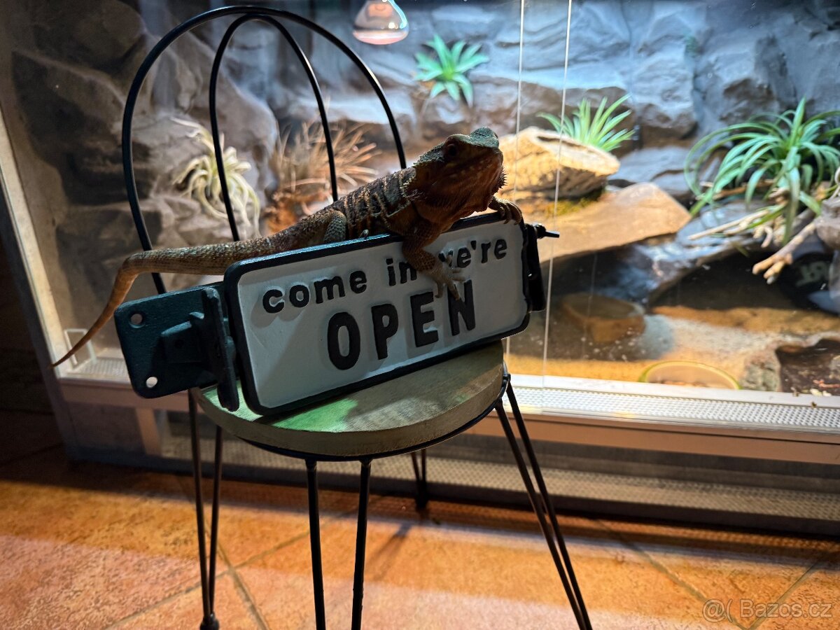 Agama vousatá SAMIČKA - 4