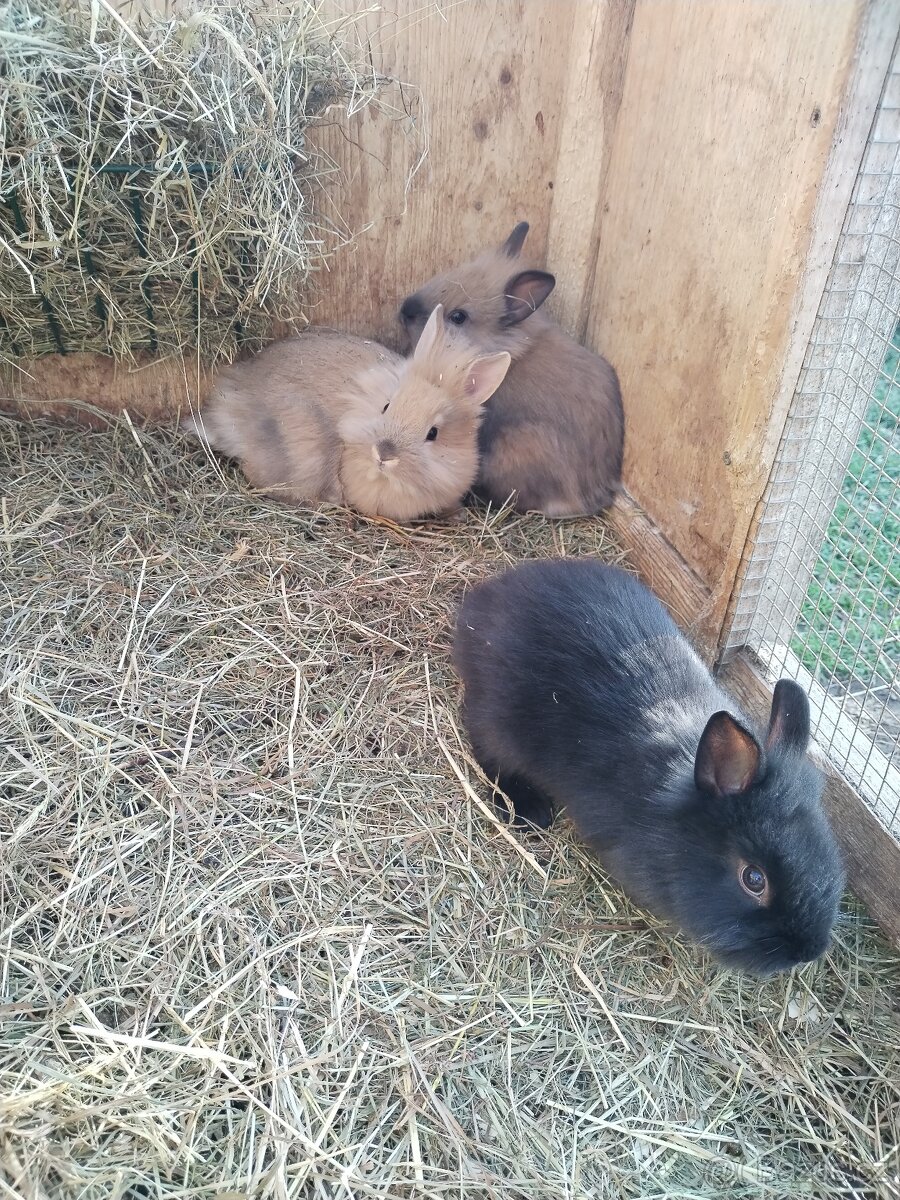 Zakrslí králíčci - 4