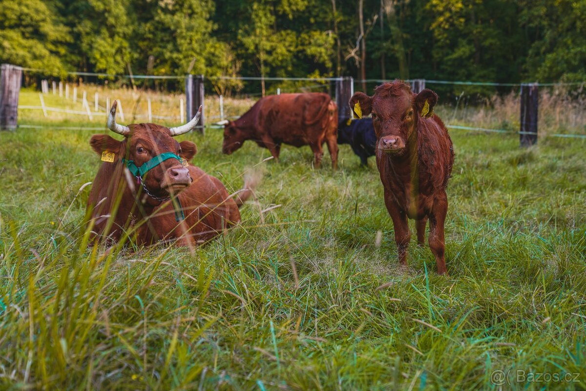 Rezervace na dexter jalovice s POP na rok 2026 - 4