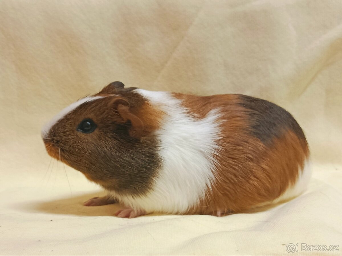 Samička morče ♀️ - 4