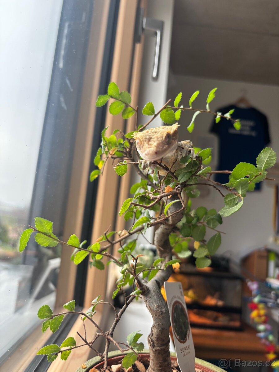 Pagekoni terarium + 3 gekoni - 4