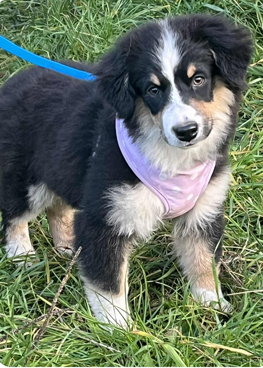 Miniaturní americký ovčák - trikolorní kluci - 4