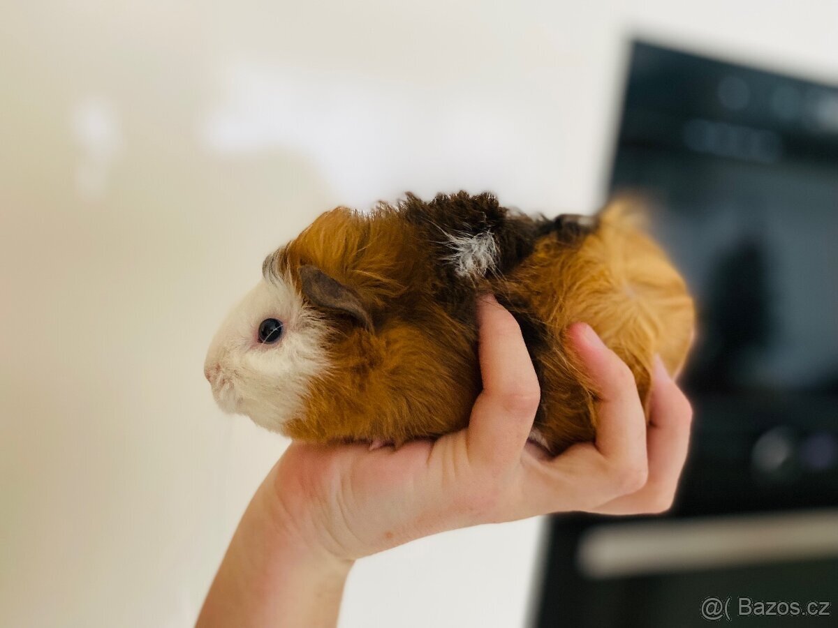 Roztomilá rozcuchaná morčecí slečna hledá nový domov 🐹🤍🤎 - 4