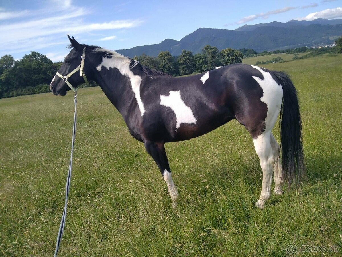 žrebček American Paint Horse, APH - 4