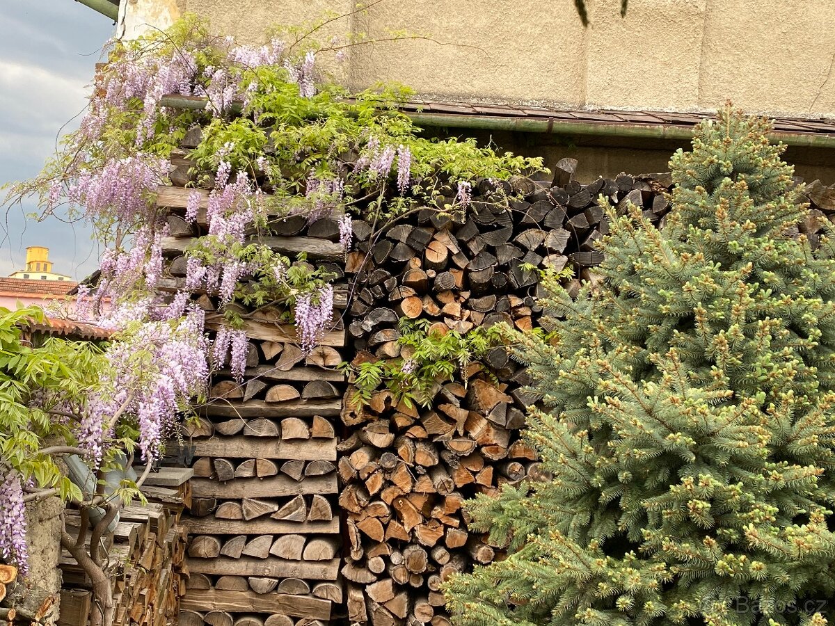 Vistárie Čínská - 4