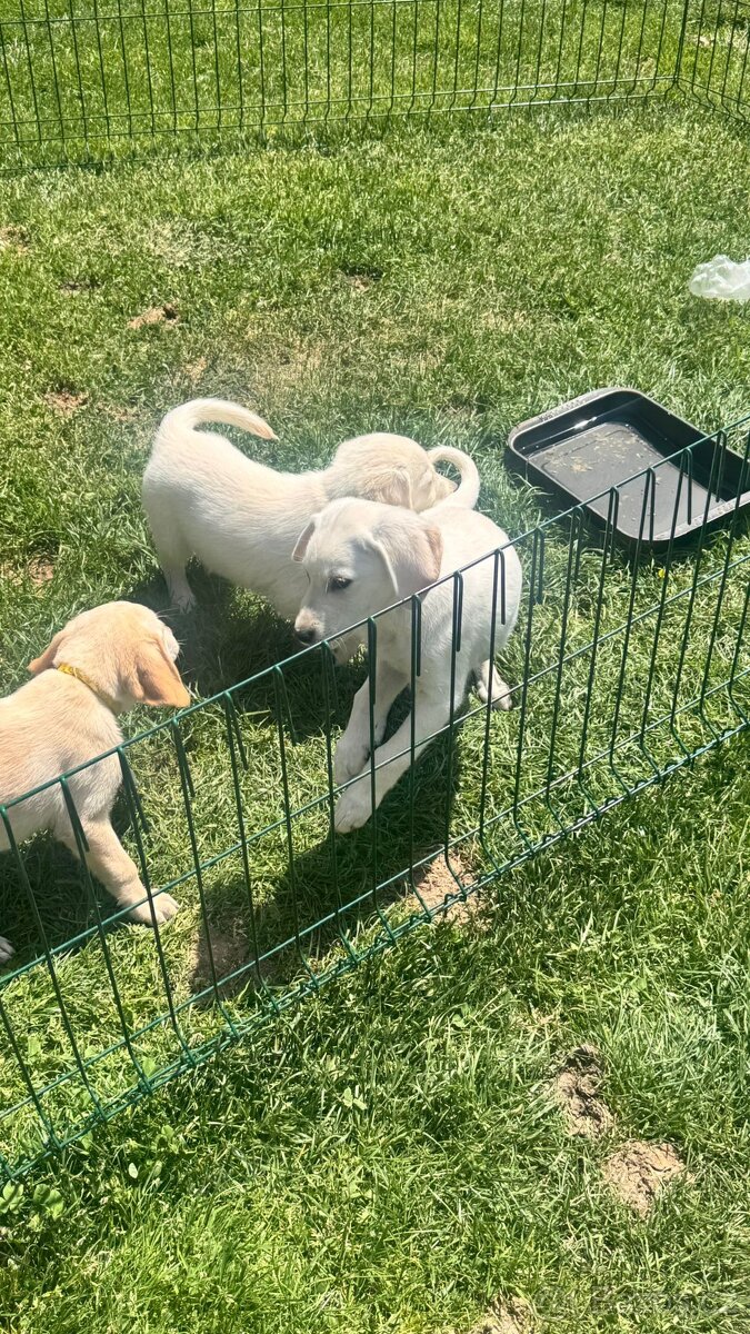 Labradorský retrívr - 4