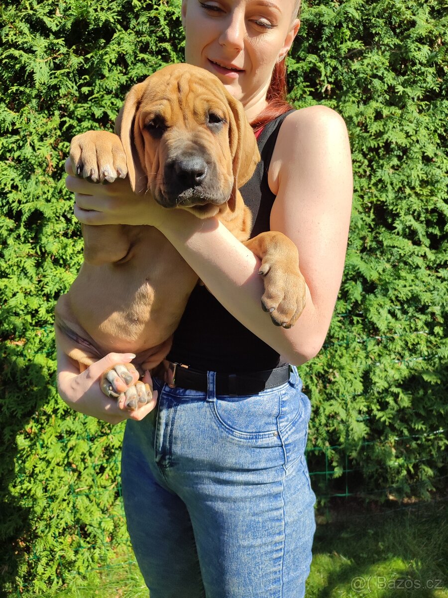 TOSA INU______zlatá štěňátka s PP - 4