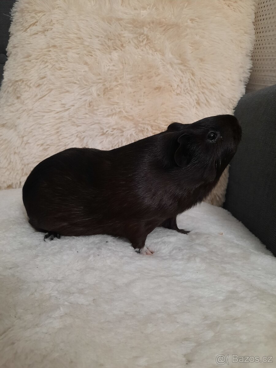 Venuji 2 morcata - 4