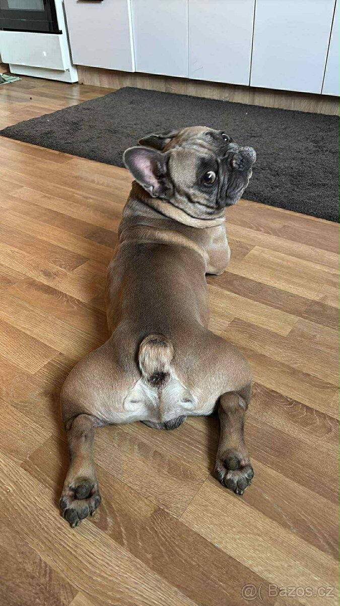 Francouzsky buldoček - 4