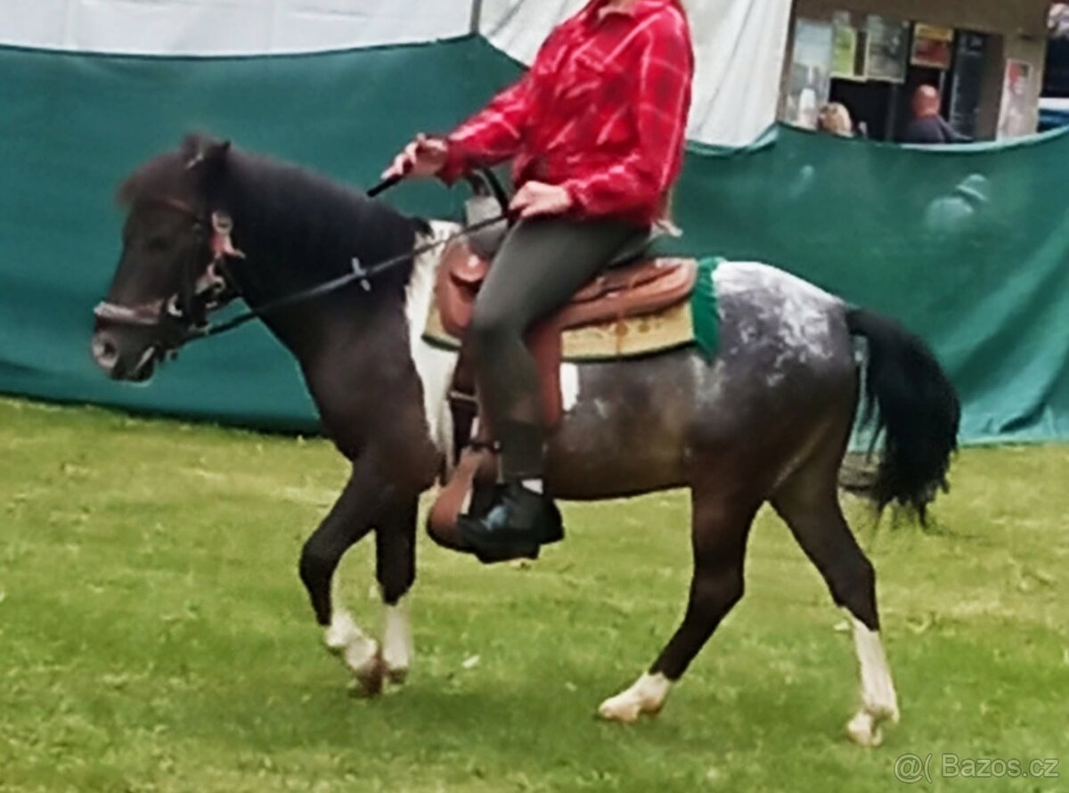 Prodám koně - 4
