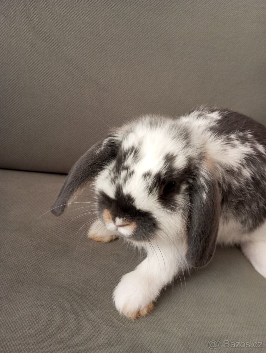 Zakrslý beránek králíček - 4