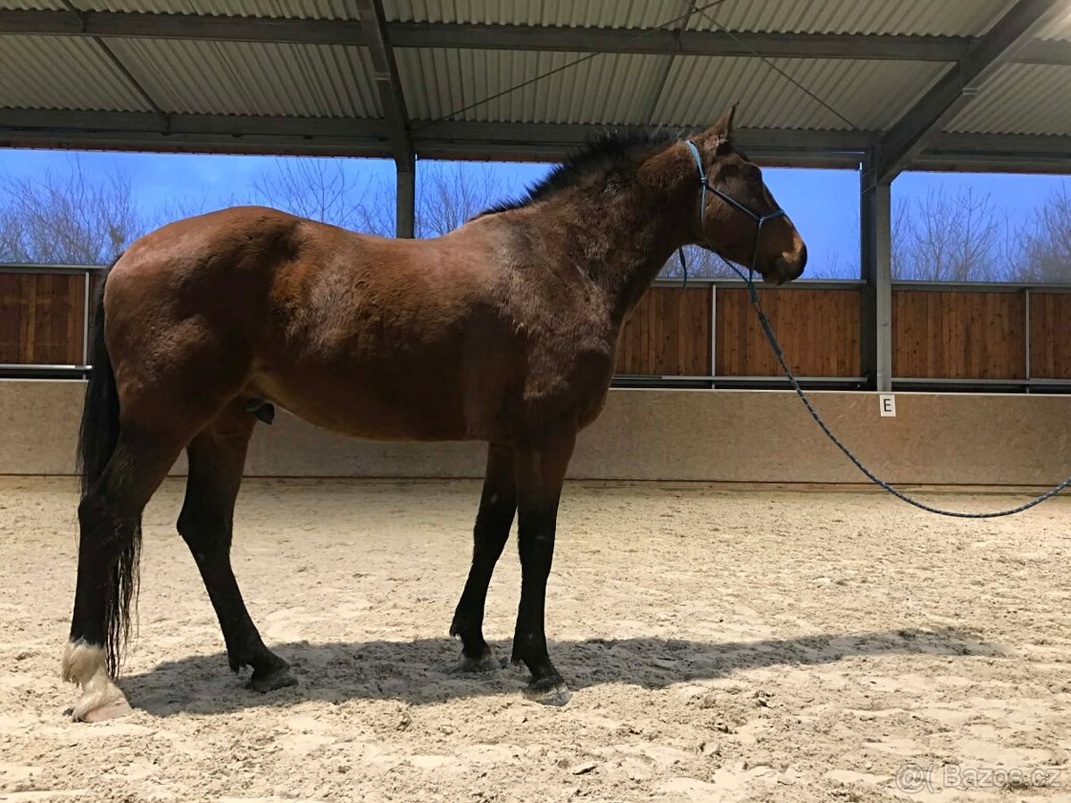 valach 9 let, 158 cm kůň pro ženu - 4
