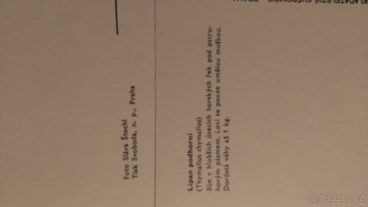 pohlednice - ryby - 4