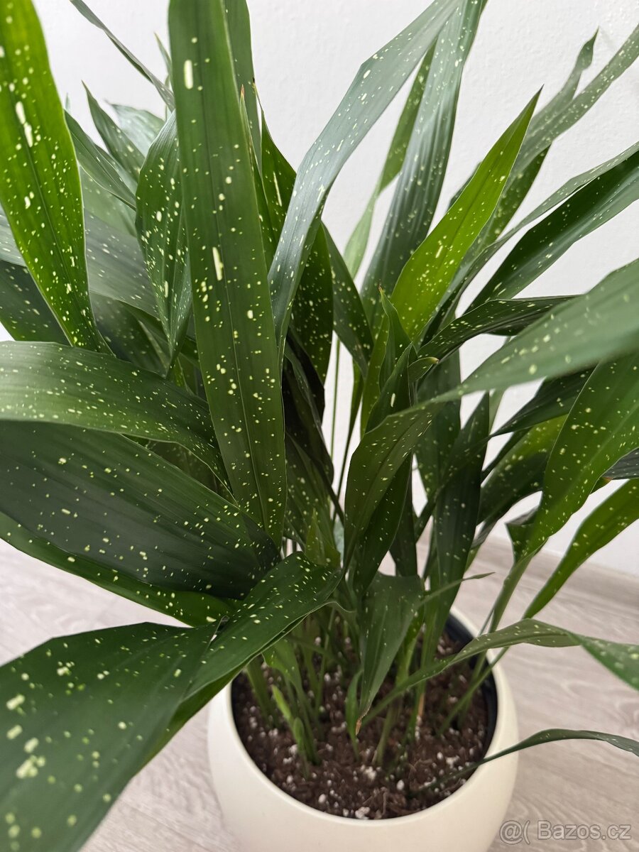 Aspidistra milky way - 4