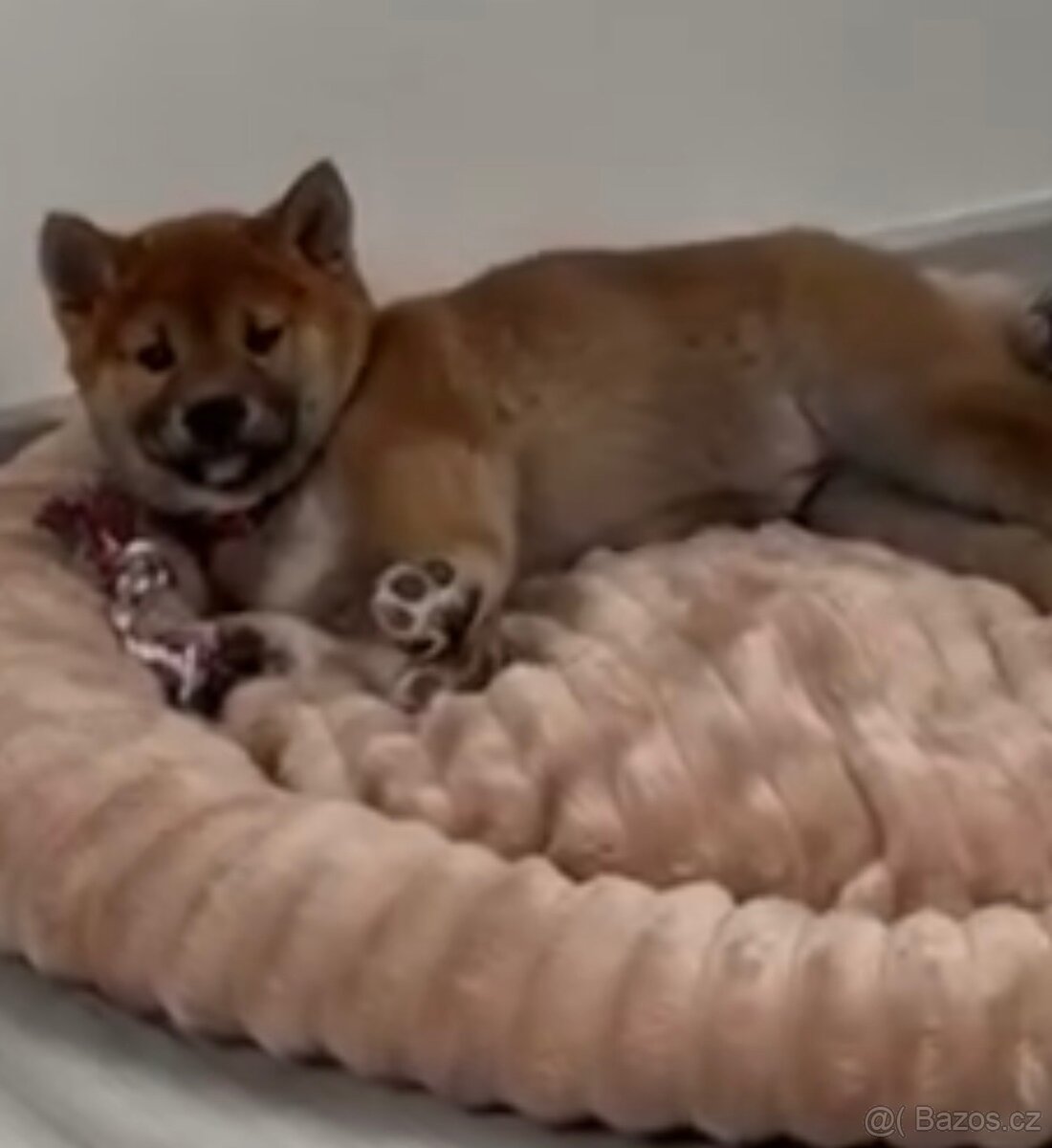 Shiba Inu s PP,FCI - 4