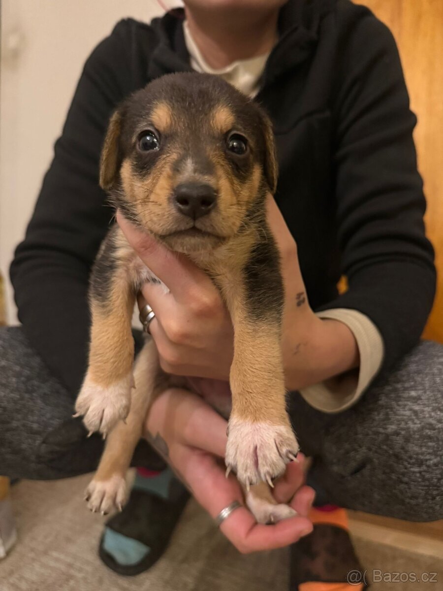 Prodej Štěňátek - 4