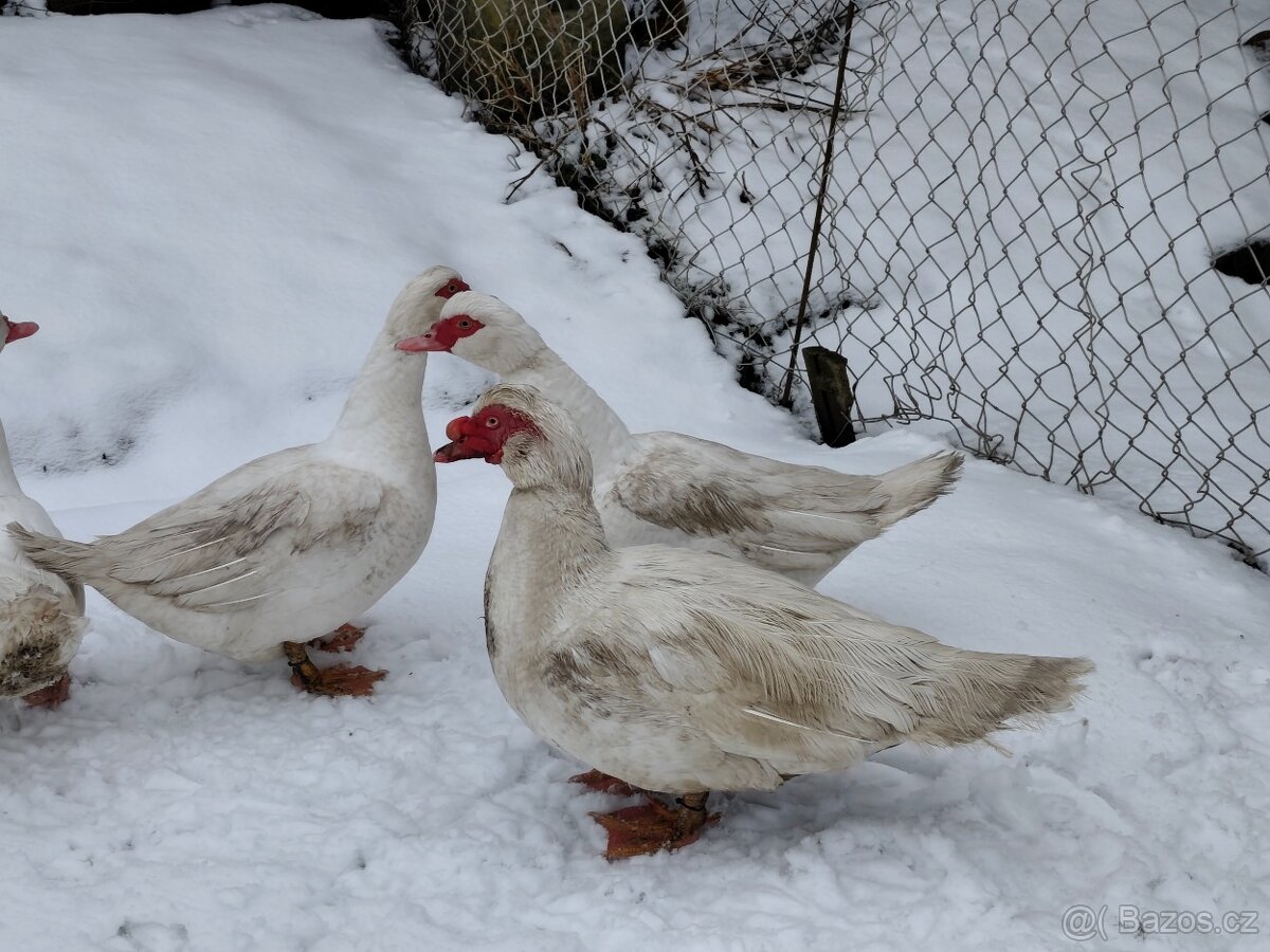 Kachna Pižmová - 4