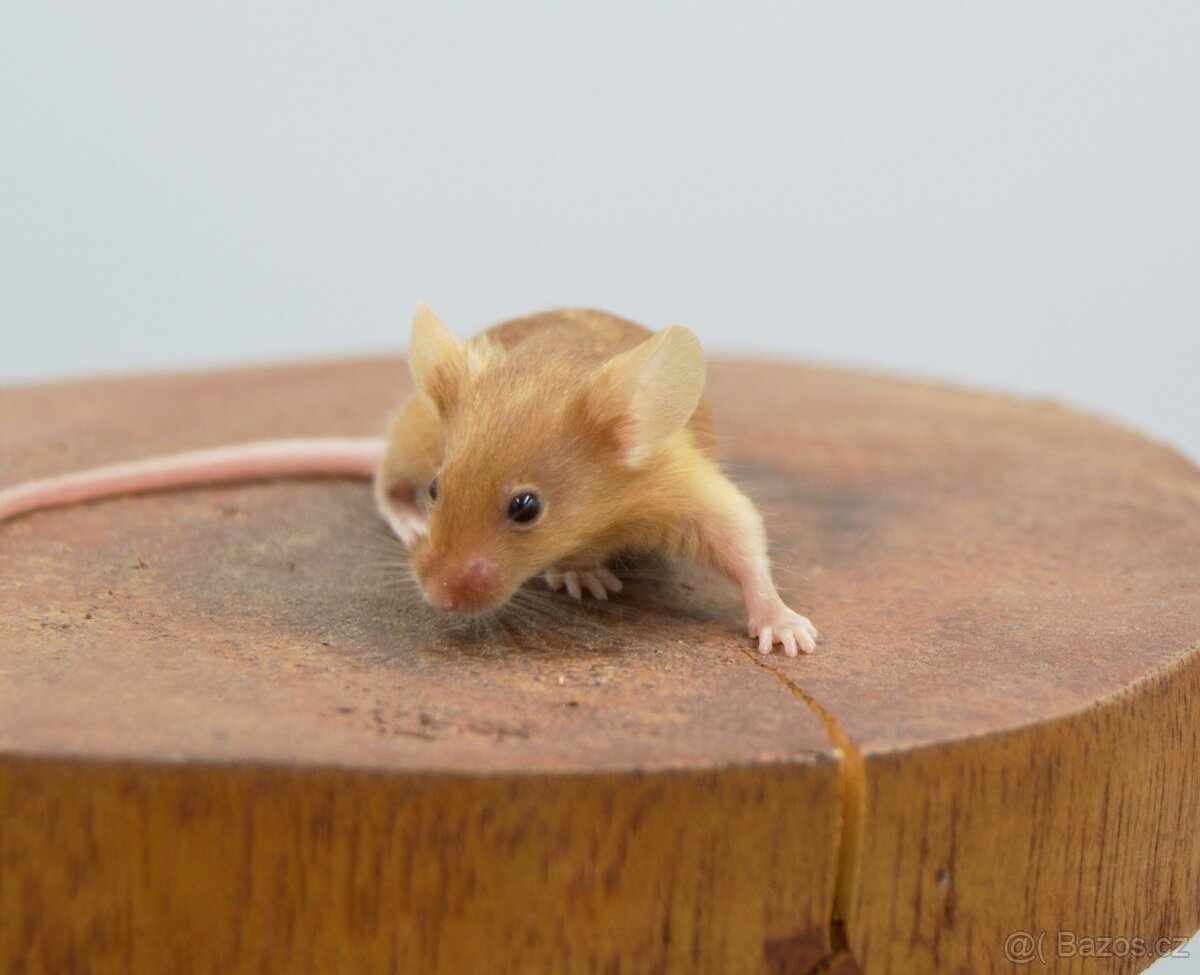 Pet myšky - 4