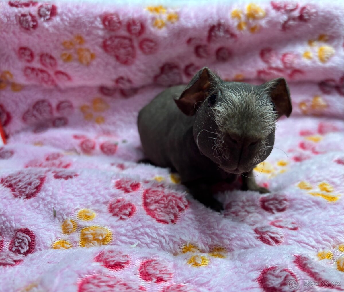 Skinny morčátko s PP - 4