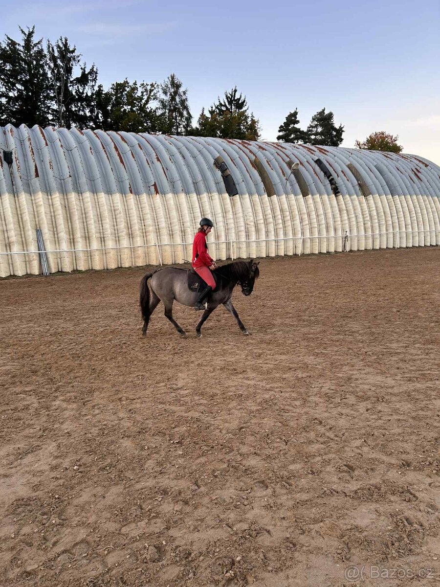 Pony valach 4roky - 4