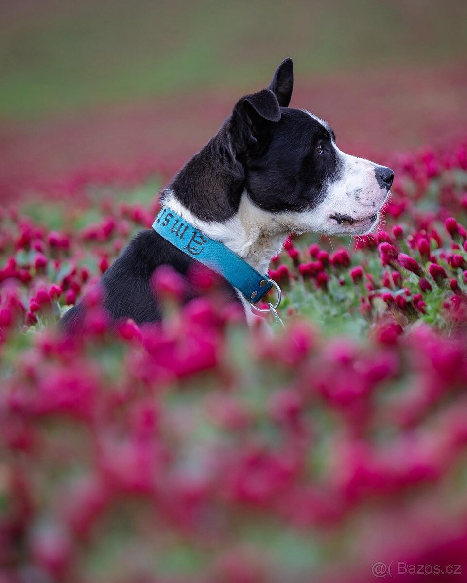 Kříženec molose - 4