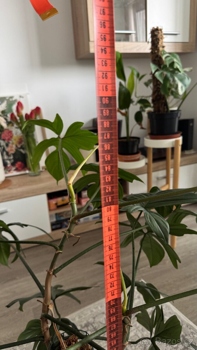 Prodám Philodendron Florida Green - 4