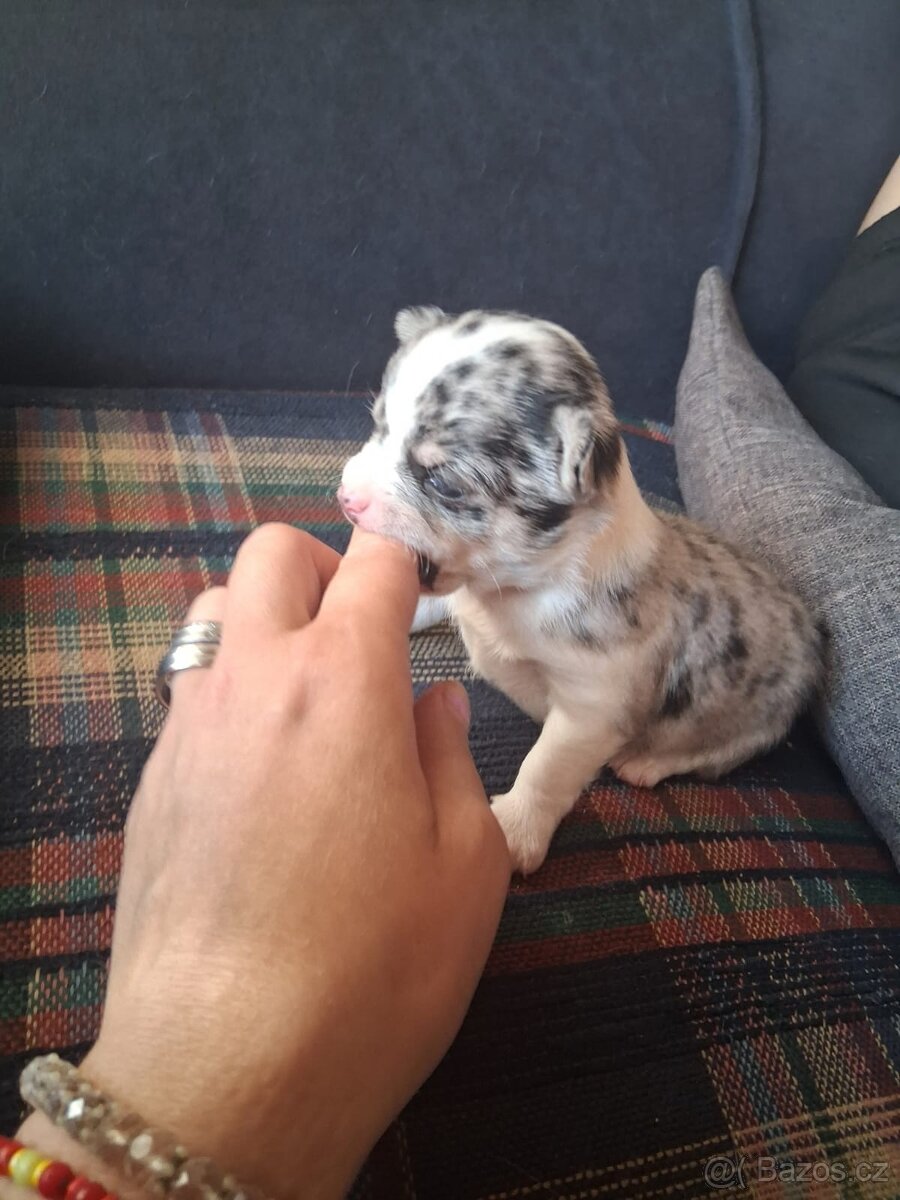 Štěňata civava - 4