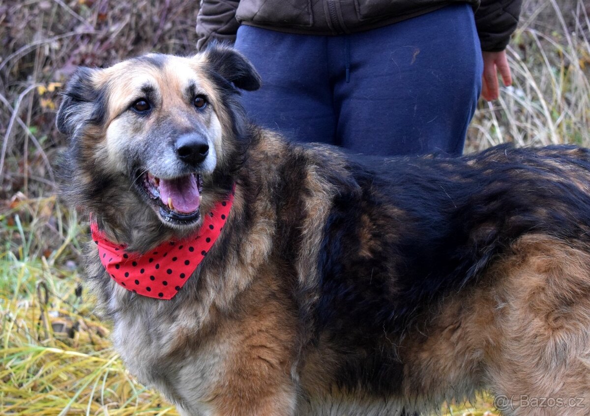 TALINN - NAJDE KONEČNĚ POHLAZENÍ A LÁSKU SVÝCH PÁNEČKŮ - 4