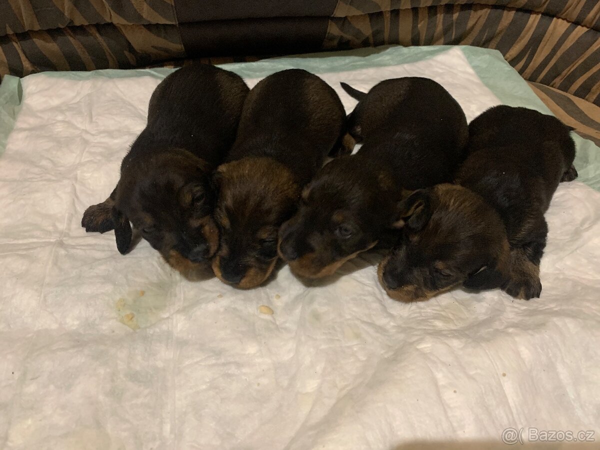 Jezevčík standard drsnosrstý s PP - 4